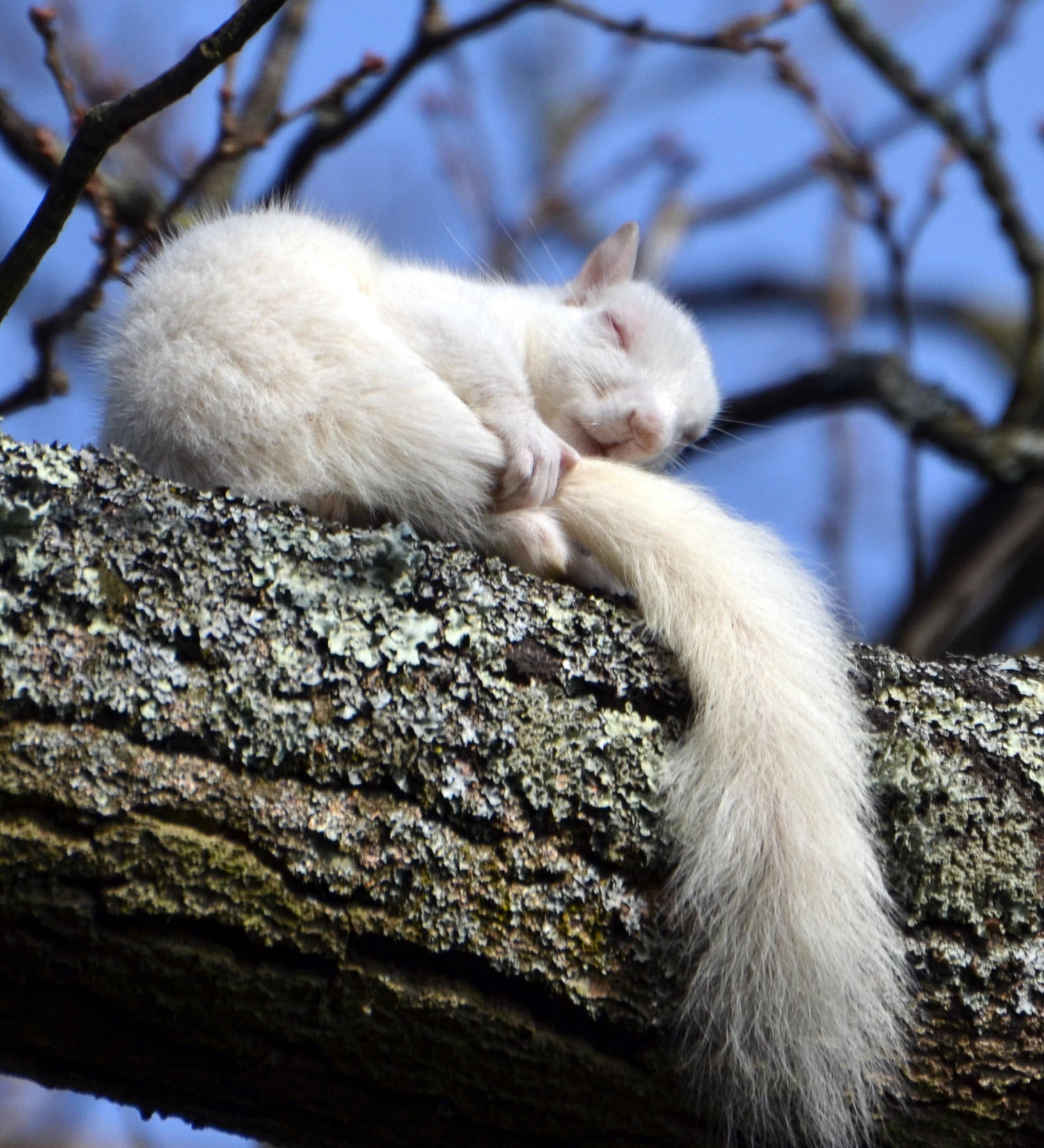 stuffed albino squirrel